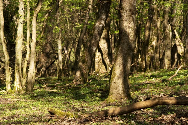 Eski Ormanın Ayrıntıları — Stok fotoğraf