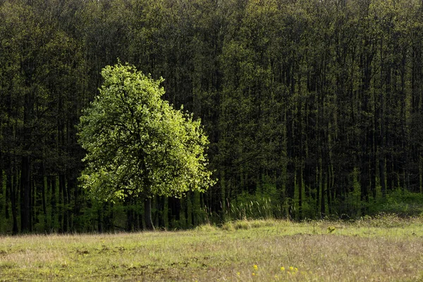 Зеленое Дерево Одиночестве Весной — стоковое фото