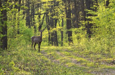 Baharda yeşil ormanda geyik