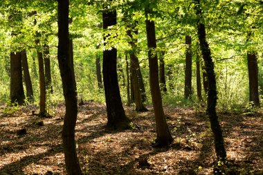 Yemyeşil orman zamanı 