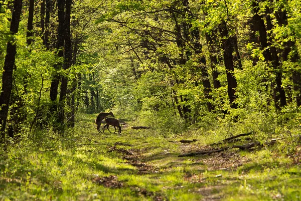 Ciervos Bosque Primavera — Foto de Stock