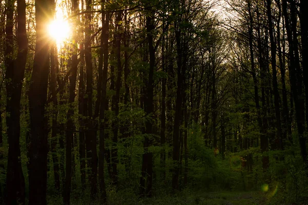 Groen Bos Zere Tijd — Stockfoto