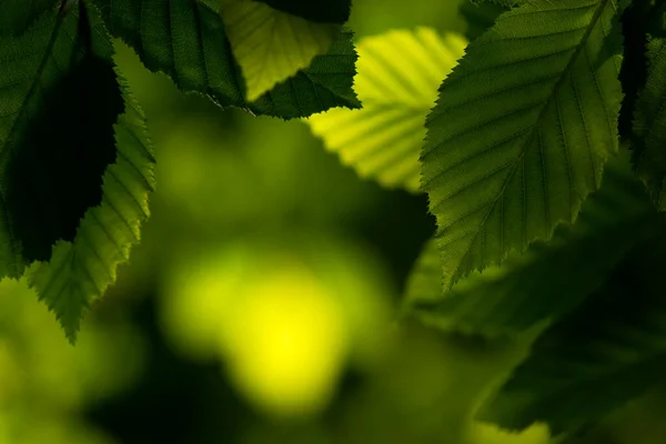 Groene Bladeren Het Voorjaar — Stockfoto