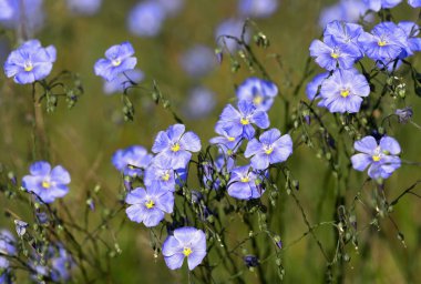 Flax (Linum perenne) in natural habitat, Macaristan