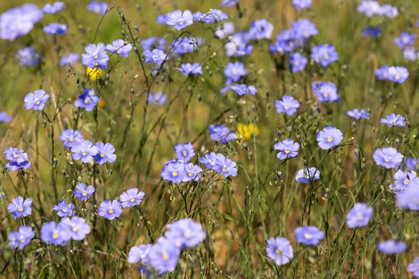 Flax Linum Perenne Natural Habitat Hungary — Stock Photo, Image