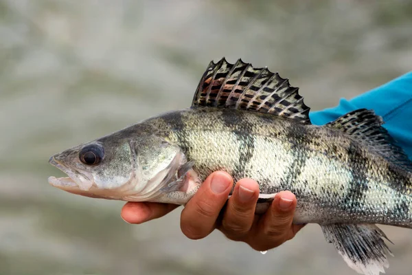 Volga Pikeperch Sander Volgensis Lake Balaton Hungary — Stock Photo, Image