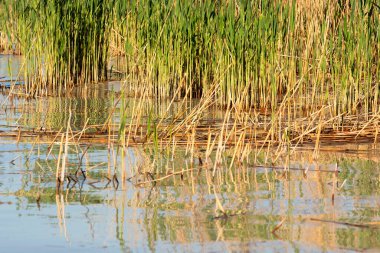 Macaristan, Balaton Gölü 'nde sazlıklar