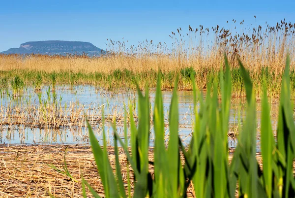 Reeds Lake Balaton Hungary — Stock Photo, Image