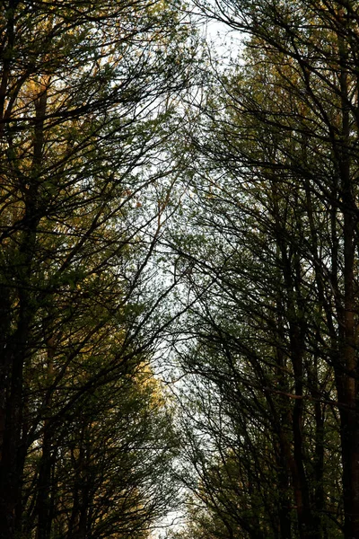 Detail Van Het Bos Gebladerte Het Voorjaar Hongarije — Stockfoto