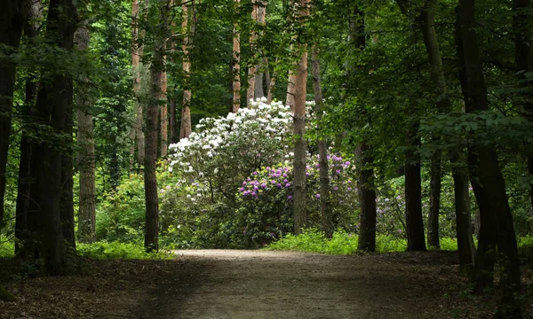 Rhododnedron Dans Parc Naturel Hongrie — Photo