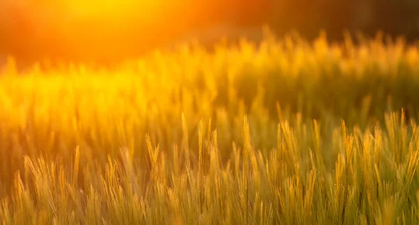 Gouden Granen Bij Zonsondergang — Stockfoto