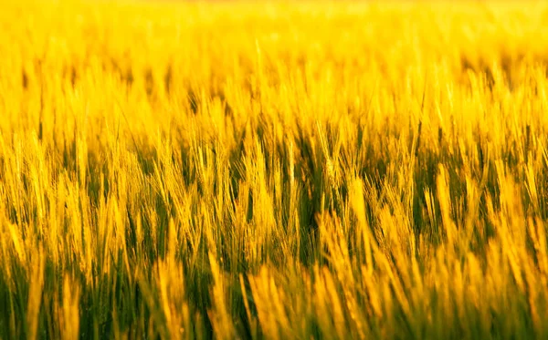 Golden Cereal Sunset Time — Stock Photo, Image