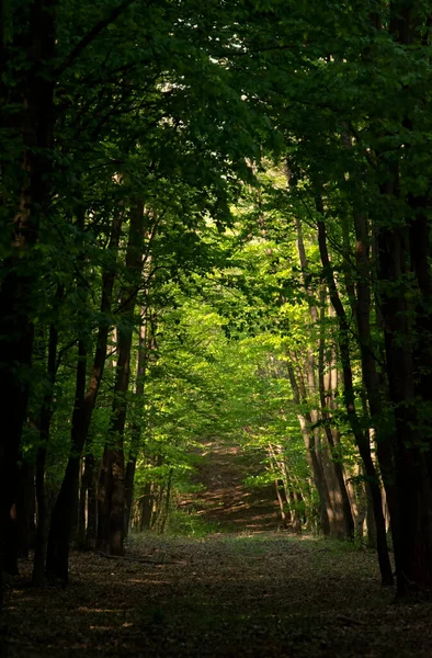 Baharda Yeşil Orman — Stok fotoğraf