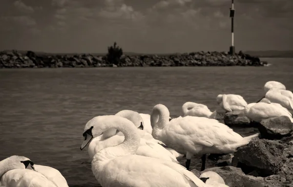 Swans Lake Balaton Hungary — Stock Photo, Image