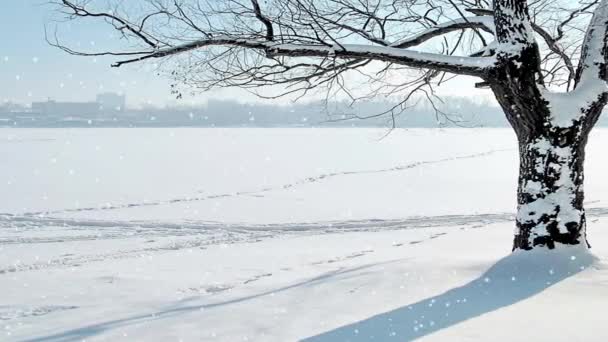 Schneefall auf einem Hintergrund ein Baum — Stockvideo