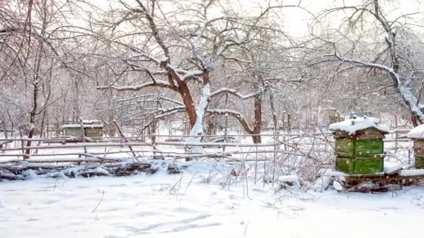 Снег на пасеке — стоковое видео