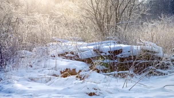 Woodland kanten av skogen — Stockvideo