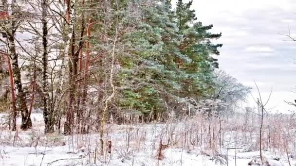 Woodland skraju lasu — Wideo stockowe