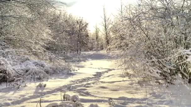 Bordo boschivo della foresta — Video Stock