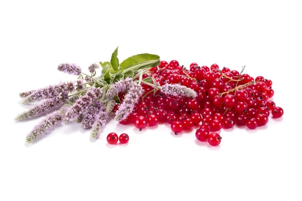 Grosella roja con las hojas de menta —  Fotos de Stock