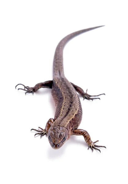 Lizard on white — Stock Photo, Image