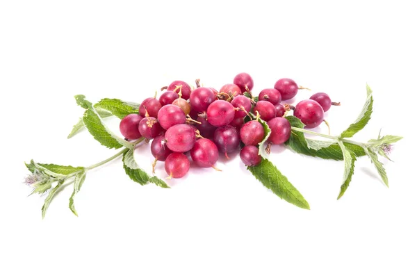 구 즈 베리 피 민트의 열매 — 스톡 사진