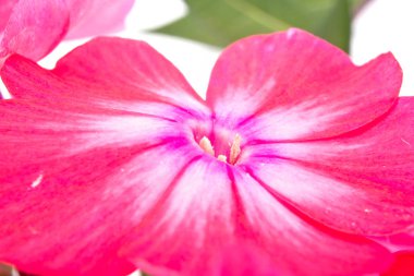 Çiçek Phlox yakın çekim tarafından