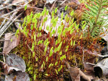 Ortak Haircap. Bir bataklık üzerinde yosun