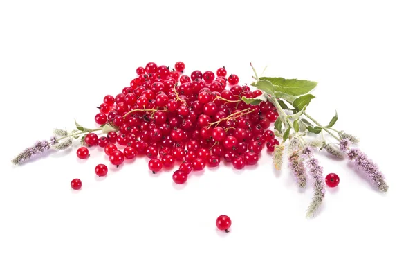 Red currant with the leaves of mint — Stock Photo, Image