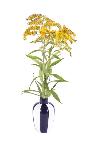 Field Goldenrod plant — Stock Photo, Image