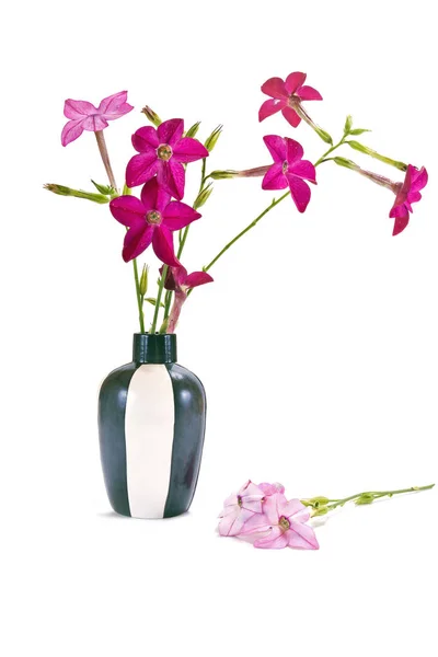 Una flor es la Nicotiana alata —  Fotos de Stock