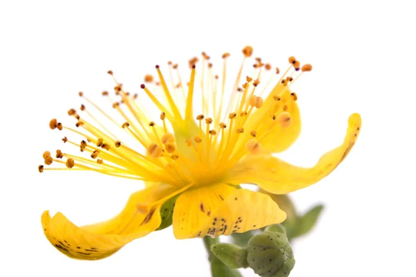 Iperico dei fiori con primo piano — Foto Stock