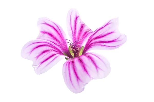 Flower of Lavatera — Stock Photo, Image