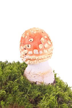 Amanita üzerinde bir Brandası