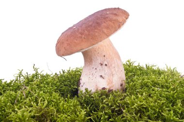 Cep üzerinde bir Brandası