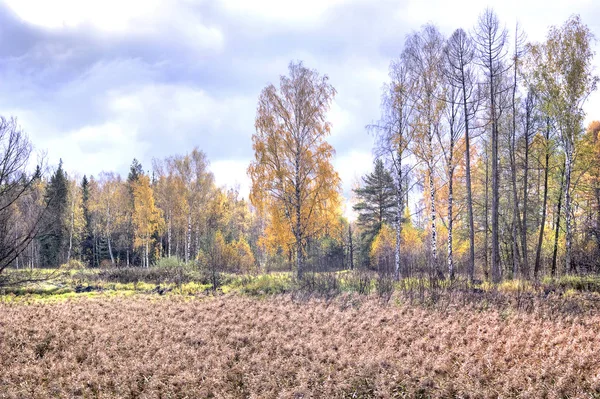 Jesienny krajobraz. Marsh — Zdjęcie stockowe