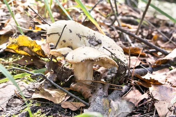 Champignon Russula delica — Photo