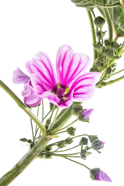Garden flower Lavatera — Stock Photo, Image
