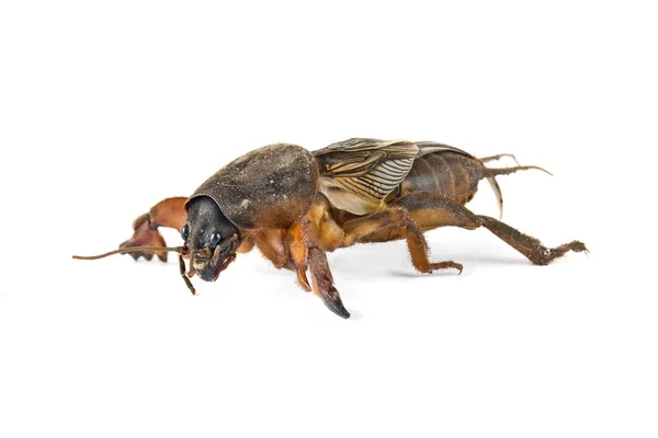 Mole cricket på vit bakgrund — Stockfoto