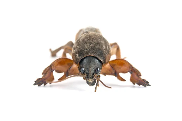 Mole cricket på vit bakgrund — Stockfoto