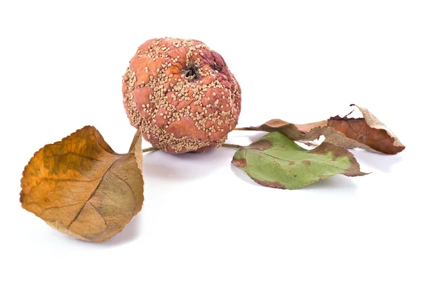 Fruit rot of apple — Stock Photo, Image