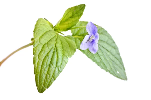Violet Flower Forest — Stock Photo, Image