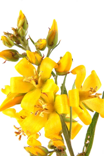 Hypericum kwitnienia roślin — Zdjęcie stockowe
