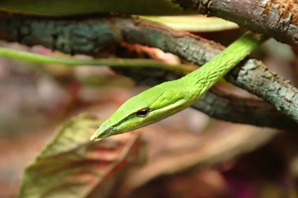 Zelený vinný had — Stock fotografie