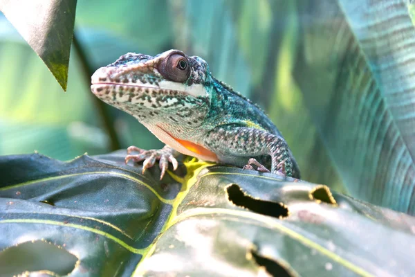 Iguanidae lagarto cavaleiro anole — Fotografia de Stock