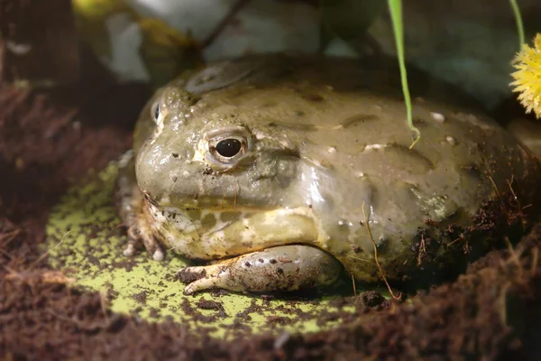 Frog-water carrier rests — Stock Photo, Image