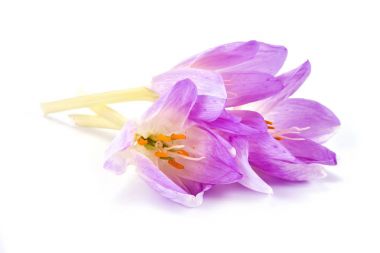 Colchicum muhteşem buket
