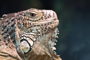 Amerikan iguana ya da yeşil