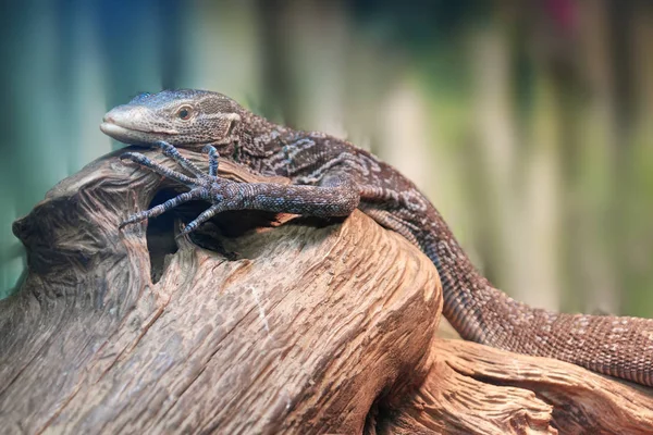 Zvíře Varan Makreya — Stock fotografie