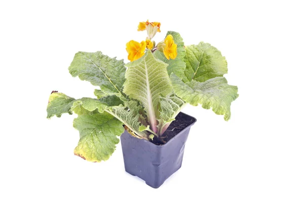 Garden flower Primula — Stock Photo, Image